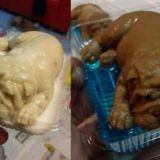 Di Restoran Ini Ada Puding Anak Anjing, Eh Ternyata...